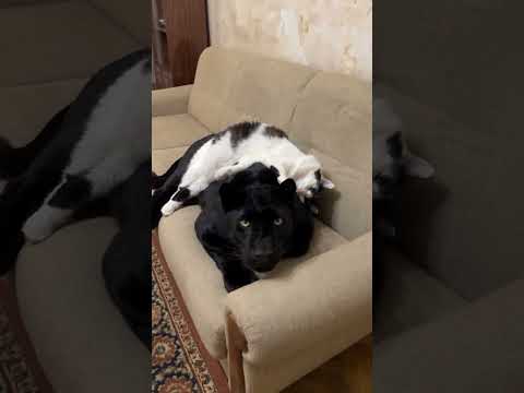 Сгенерированное видео: пантера не будит спящего кота — кадр из видео