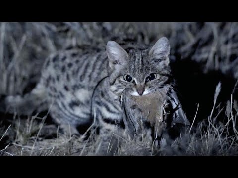 Черноногая кошка: самый смертоносный охотник среди кошачьих — кадр из видео