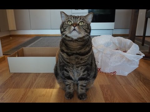 Почему кошки выбирают пакеты и коробки для игр — кадр из видео