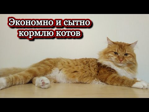 Экономные и питательные домашние рационы для котов — кадр из видео