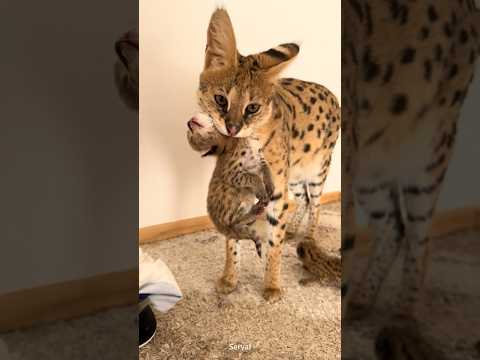 Сервалы и каракалы: особенности содержания диких кошек — кадр из видео