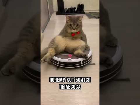 Почему кошки боятся пылесоса: причины и реакции — кадр из видео