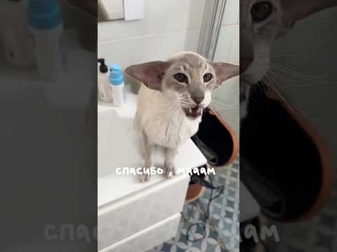 Кот, который «разговаривает» на необычном языке — кадр из видео
