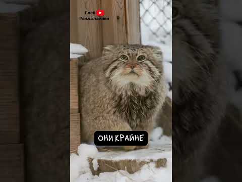 Манул: особенности жизни дикого кота Палласа — кадр из видео