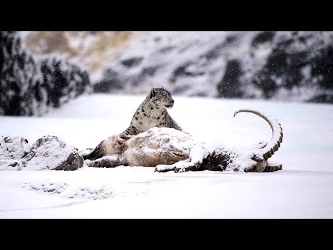 Снежный барс: редкий горный хищник в действии — кадр из видео