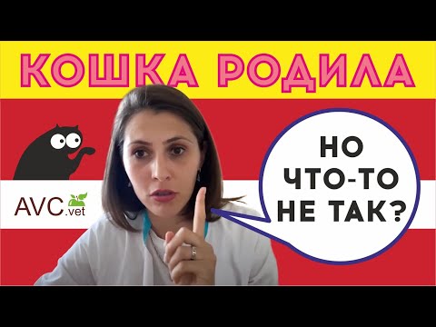 Как правильно ухаживать за новорождёнными котятами: советы ветеринара — кадр из видео